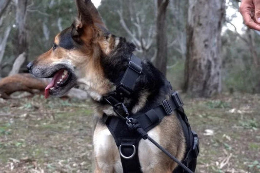 Tiga the dog in a park wearing a black 1.5inch wide tactical dog collar, the black 5m long line lead and black harness