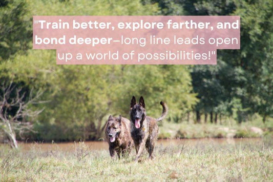 Two German Shepherds running freely in a grassy field with long line leashes – 'Train better, explore farther, and bond deeper – long line leads open up a world of possibilities'