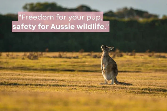Kangaroo standing in an open grassy field, highlighting the importance of long line leashes for wildlife safety