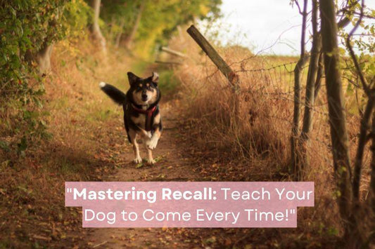 Dog running confidently down a nature path – 'Mastering recall: teach your dog to come every time