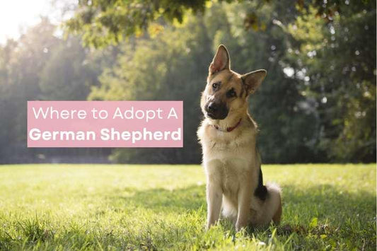 German Shepherd in a grassy field with adoption message text: 'Where to Adopt a German Shepherd