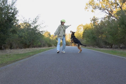 walking dog in park with hands-free dog leash