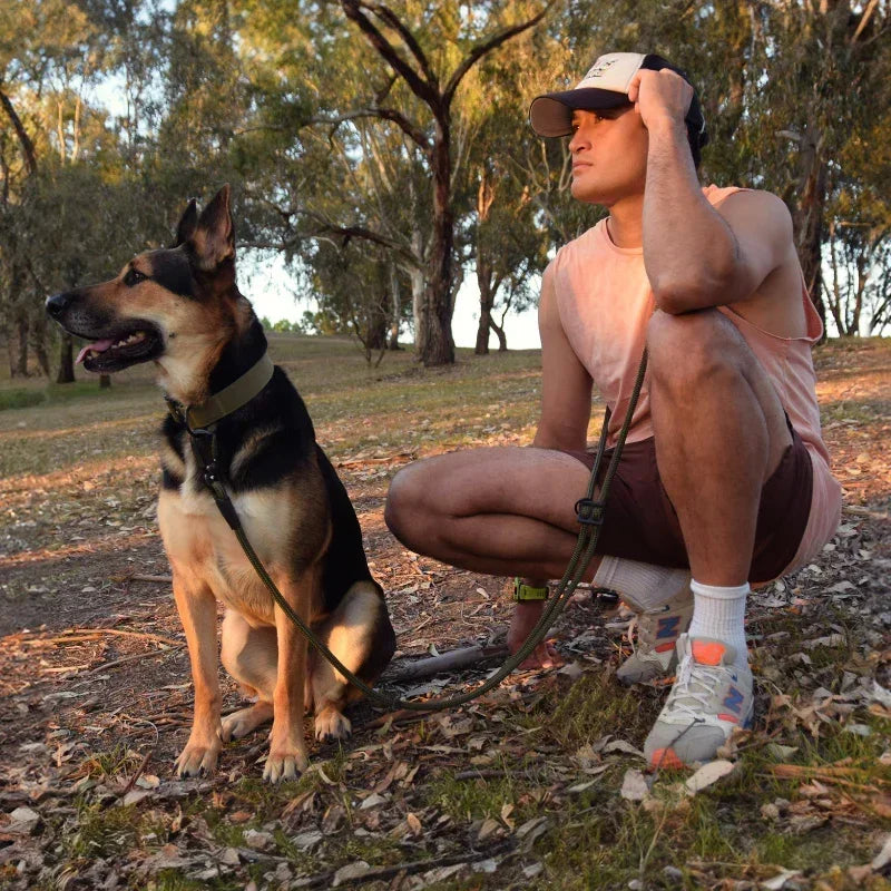 Tiga the dog wearing a heavy-duty dog collar, with a man using a hands-free dog leash