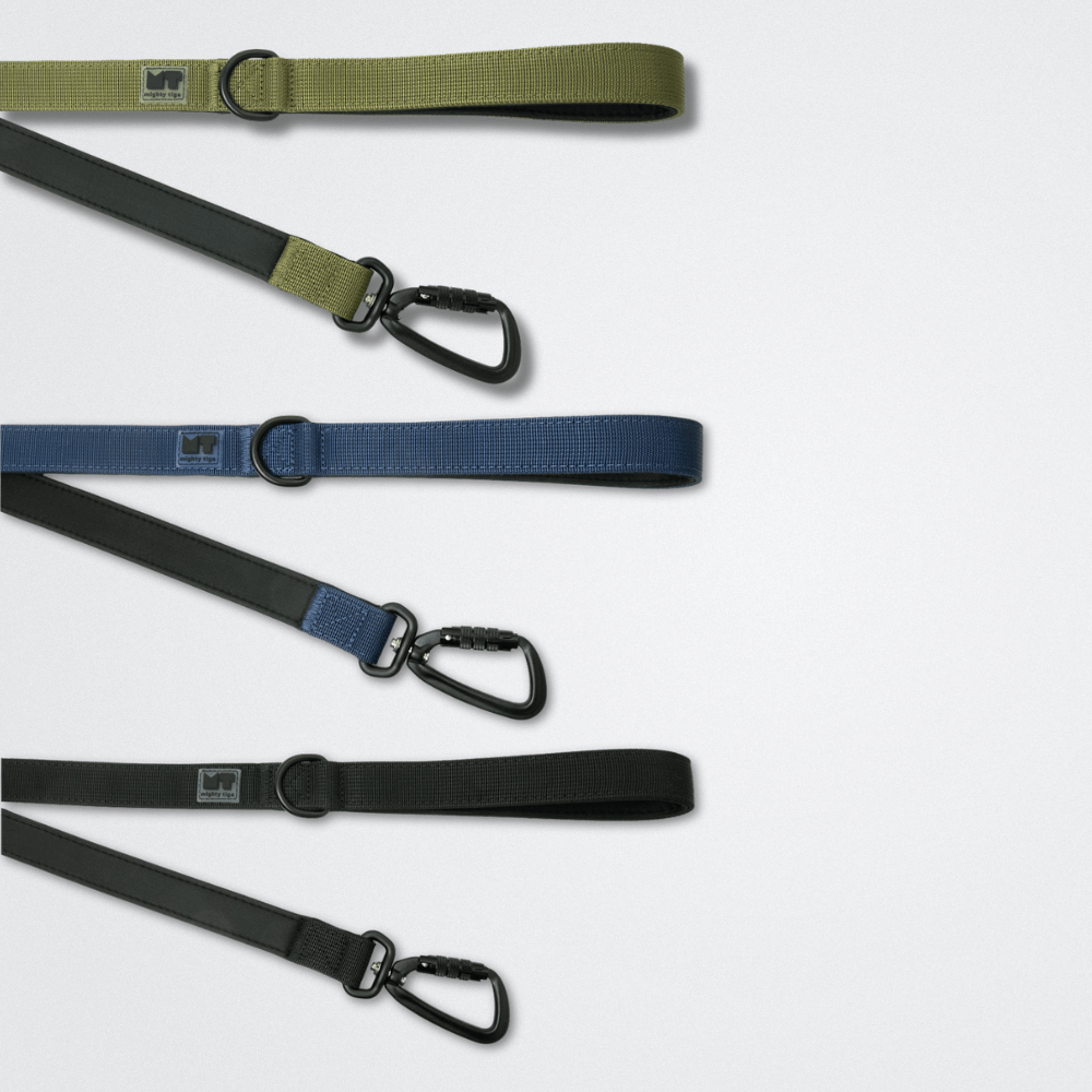 regular dog leash with neoprene padded handle and carabiner dog leash clip