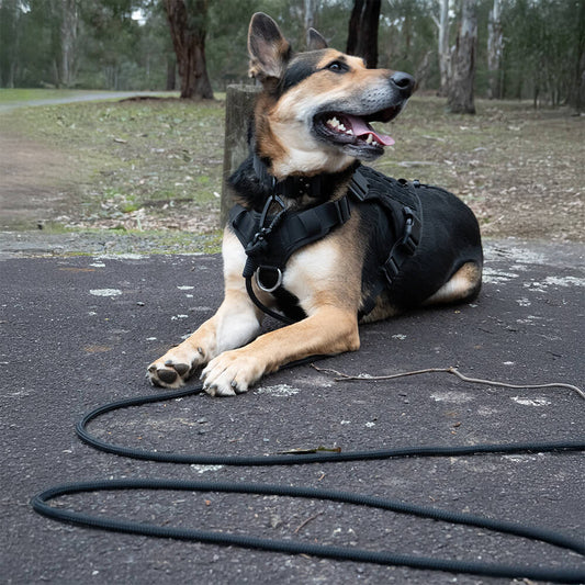dog wearing black heavy duty dog collar and black long rope dog lead in park