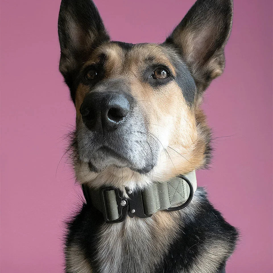 Tactical dog collar in army green, modeled by dog Tiga in front of pink backdrop