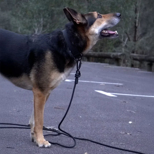 dog wearing wide dog collar and black long lead made of rope
