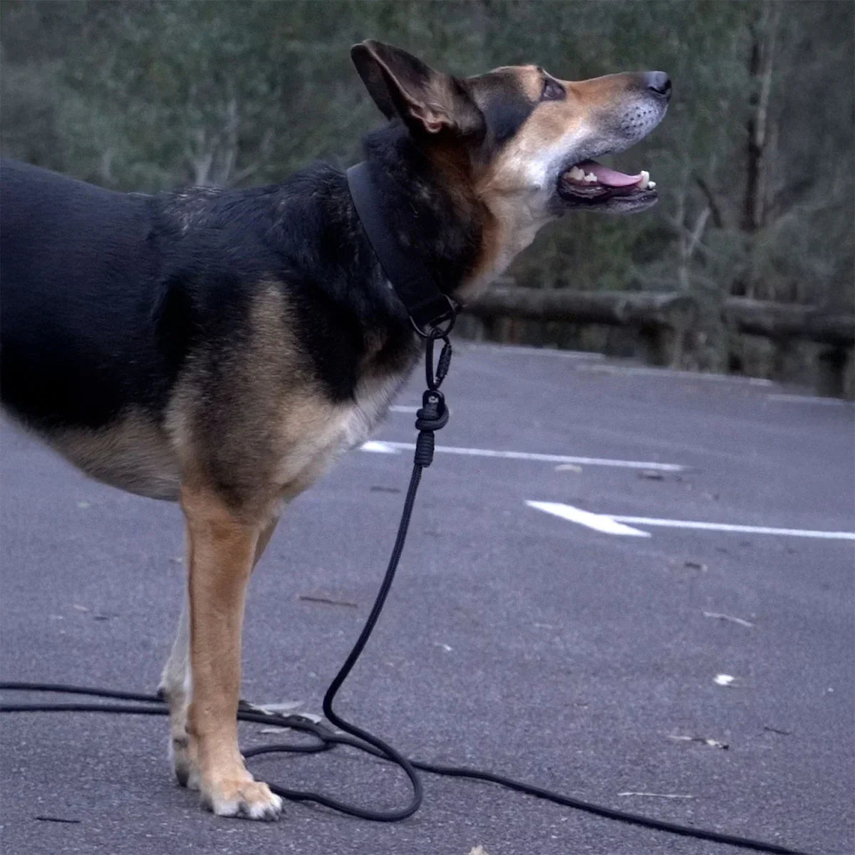 Tiga the dog exploring Westerfolds Park on a black 5m long line dog lead