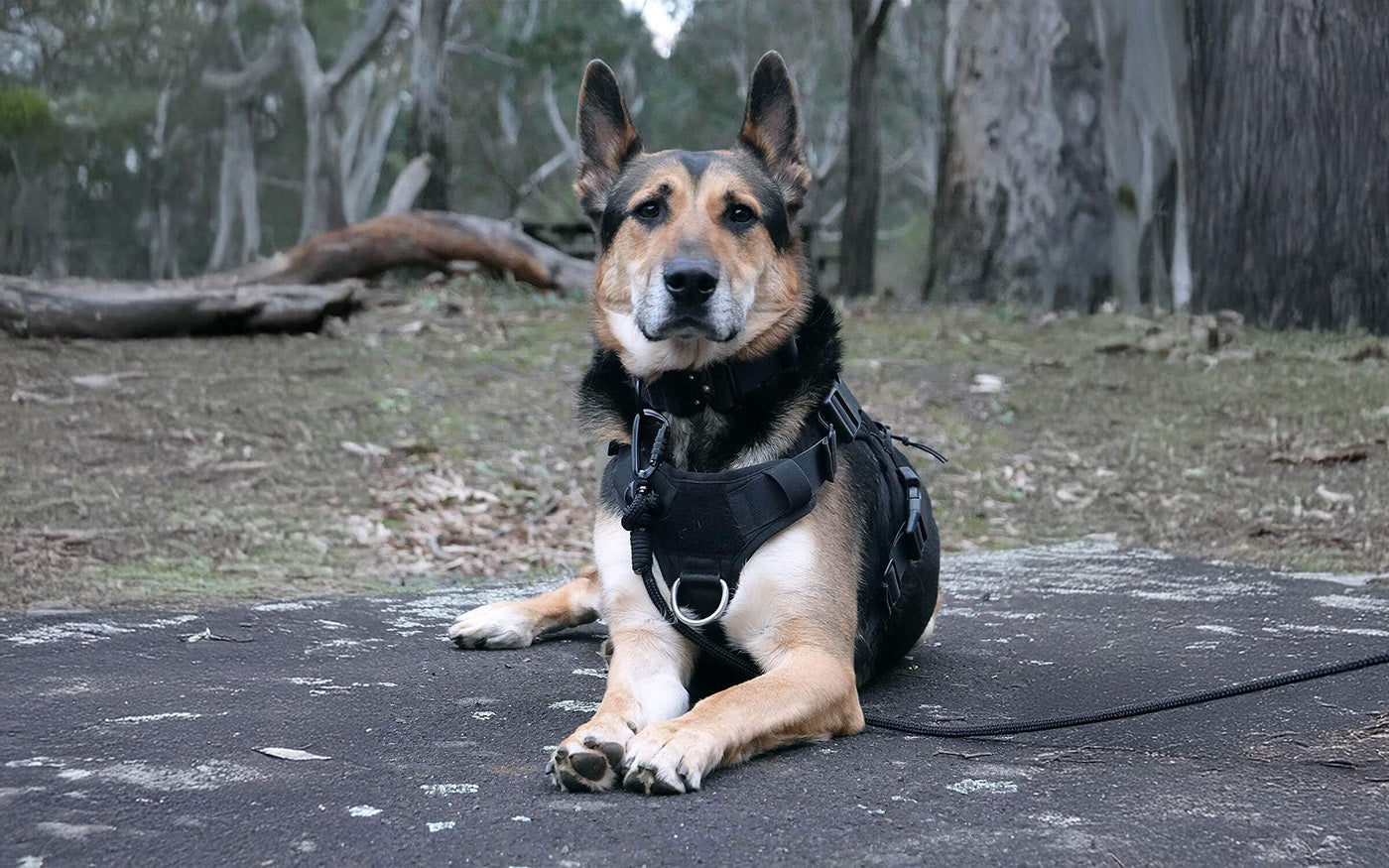Tiga wearing durable dog harness, strong dog collar and long line recall lead in black.