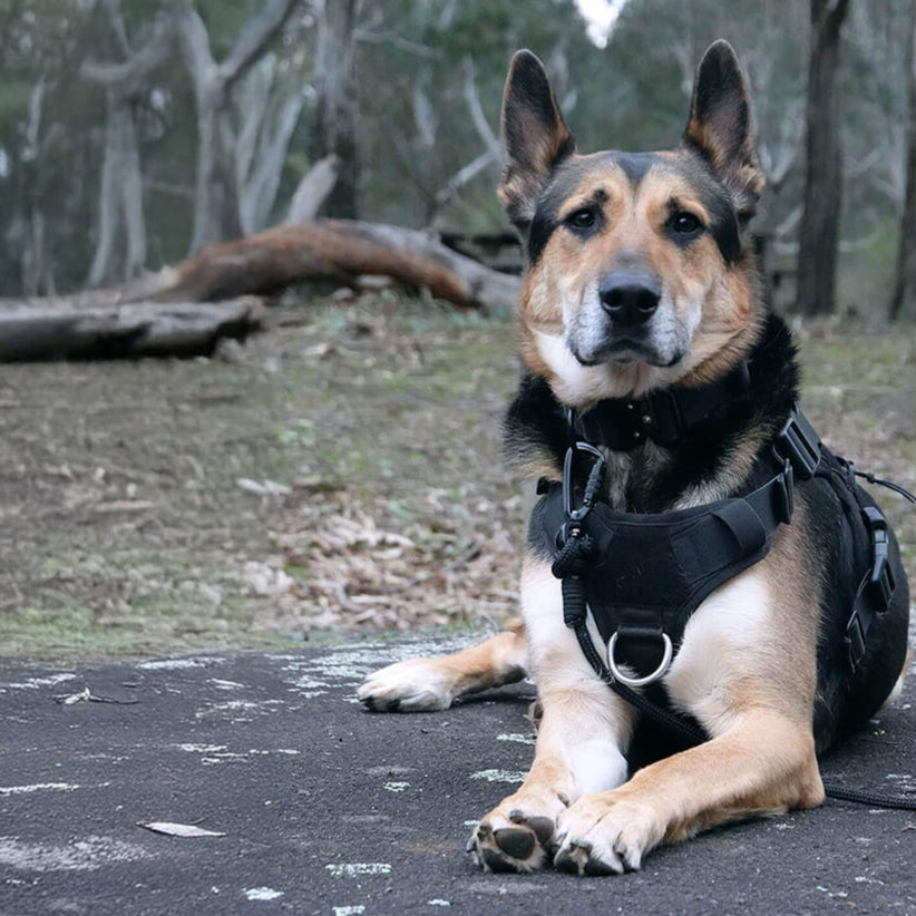 Tiga wearing black durable dog harness, wide dog collar and long line recall lead.