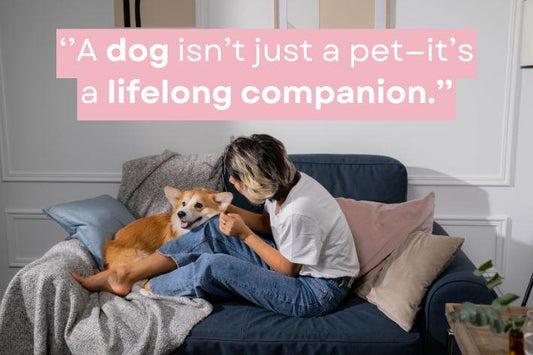 Woman sitting on couch petting her dog, relaxing together indoors