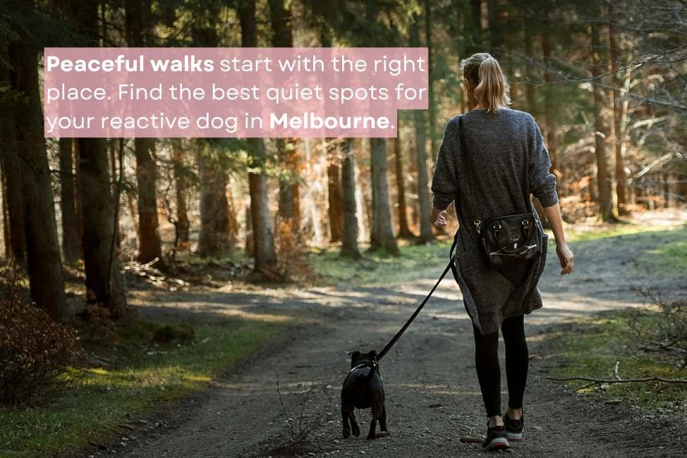 Woman walking with her dog in a park on a sunny day