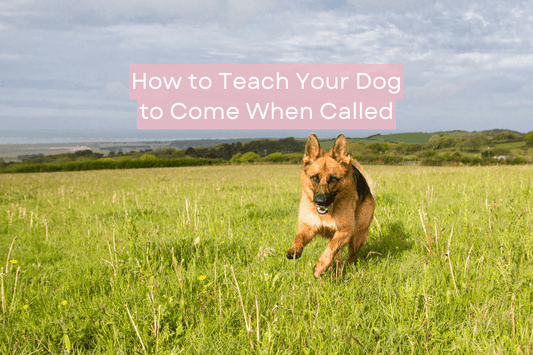 How to Teach Your Dog to Come When Called