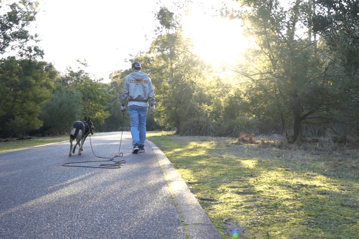 walking dog on extra long dog lead in Westerfolds Park