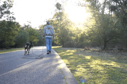 walking dog on extra long dog lead in Westerfolds Park
