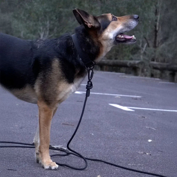 dog in park on long line lead and tactical dog collar