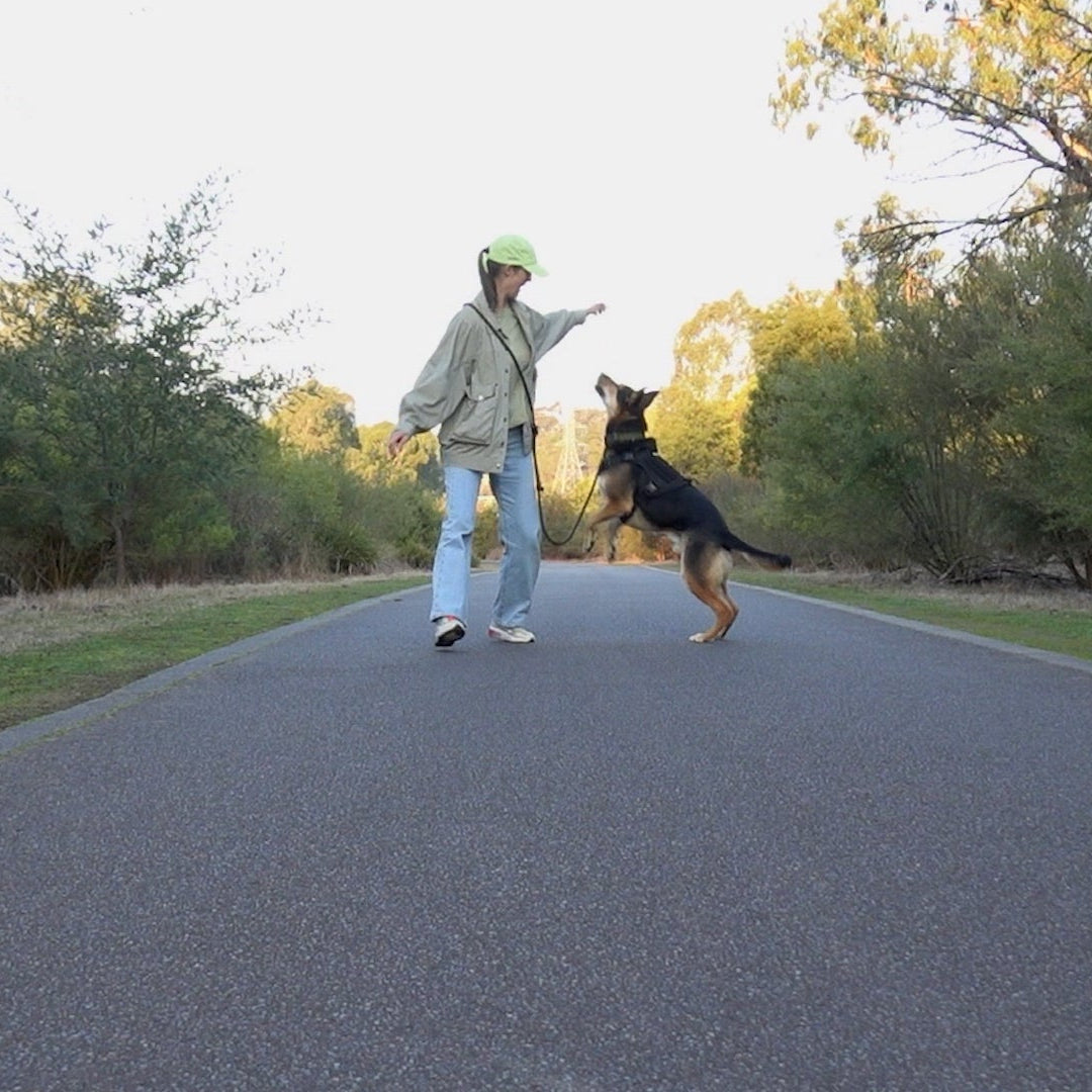 training dog in park with hands-free rope dog lead