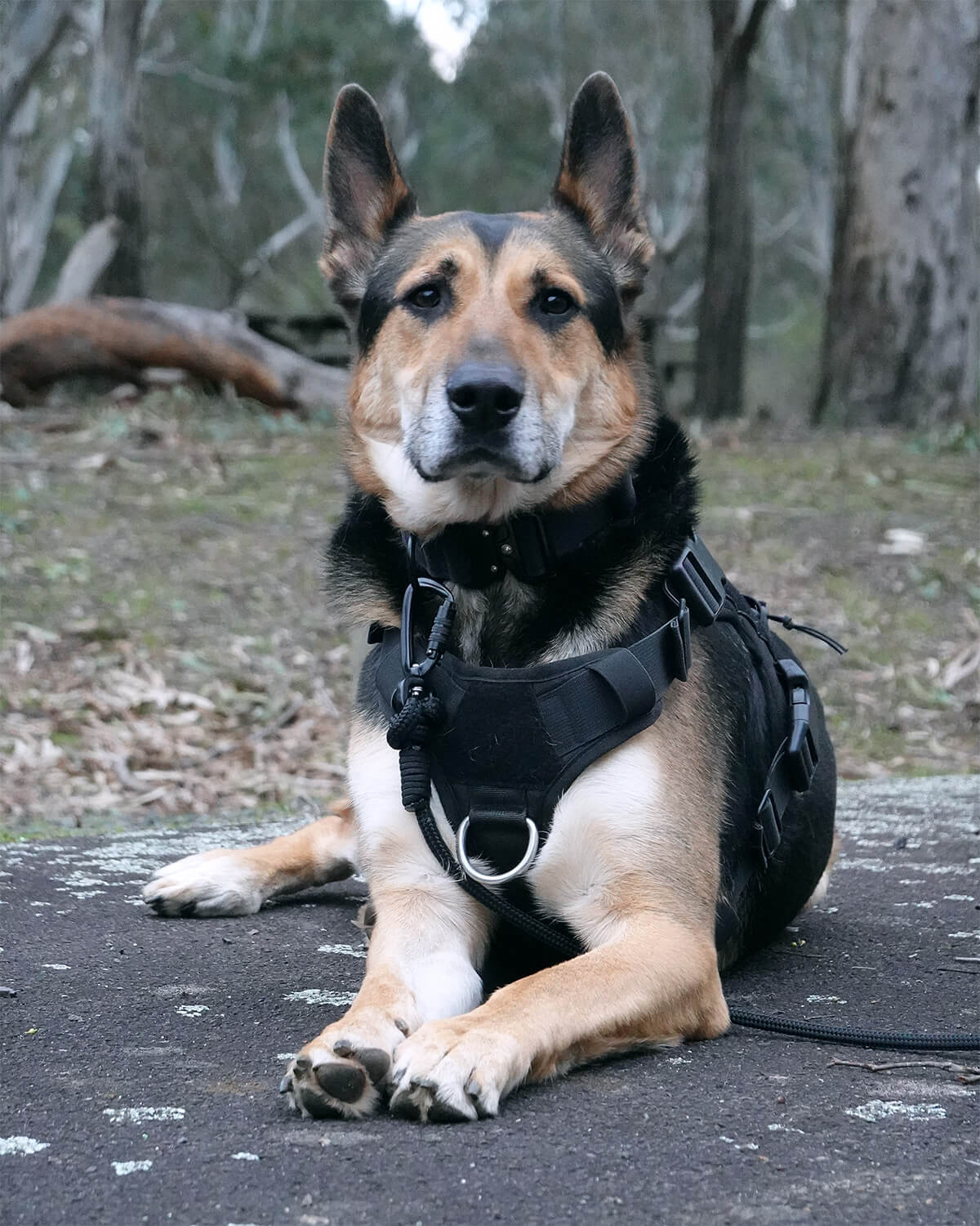 Tiga wearing durable dog harness, wide dog collar and long line recall lead. 