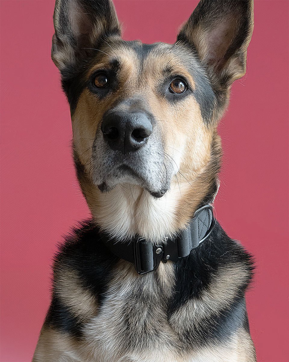 Tactical dog collar in black, modeled by dog Tiga in front of pink backdrop