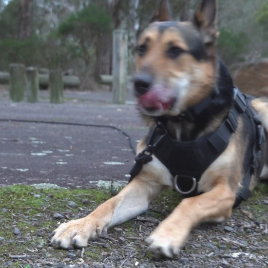 tiga wearing the 5m 10m long line lead in the colour black