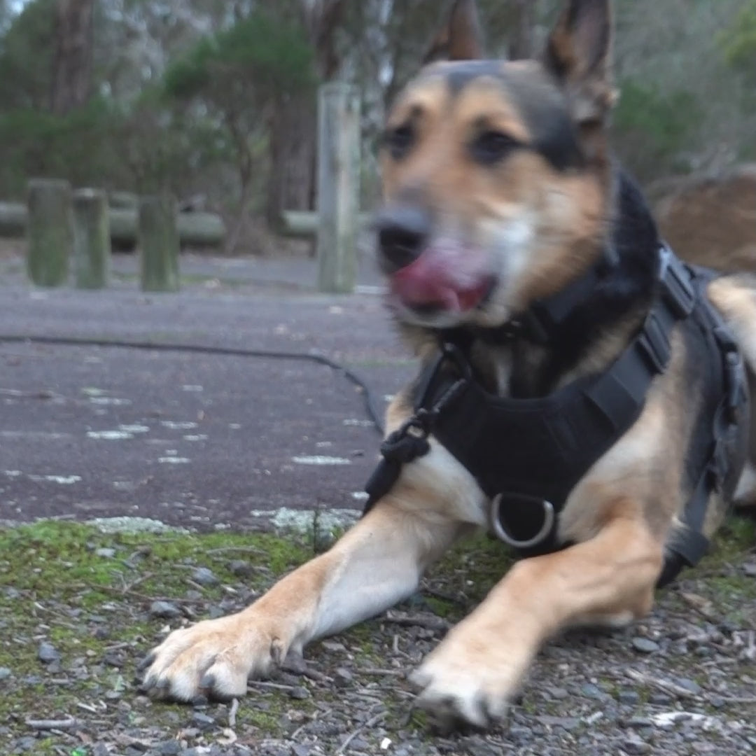 tiga wearing the 5m 10m long line lead in the colour black