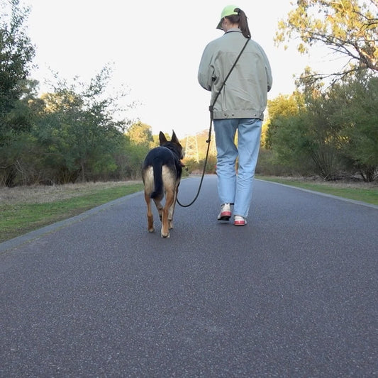 wearing hands-free leash over the shoulder