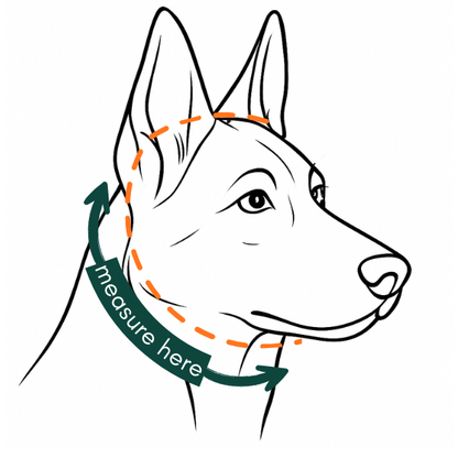 how to measure your dogs head for a slip collar