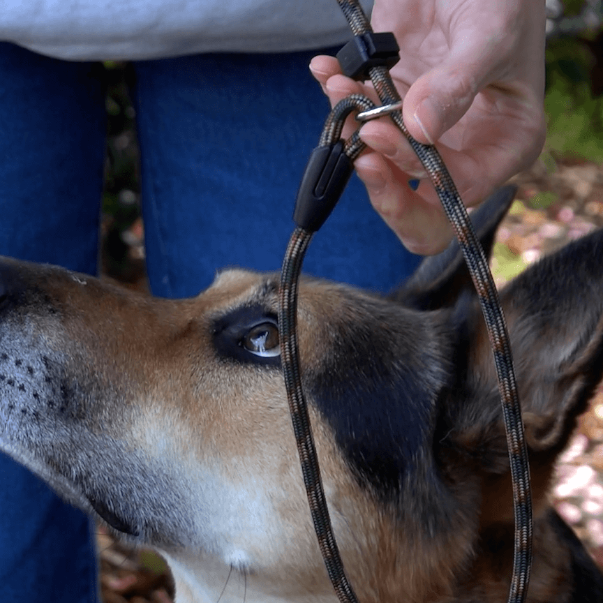 showing a p with the paracord slip leash 