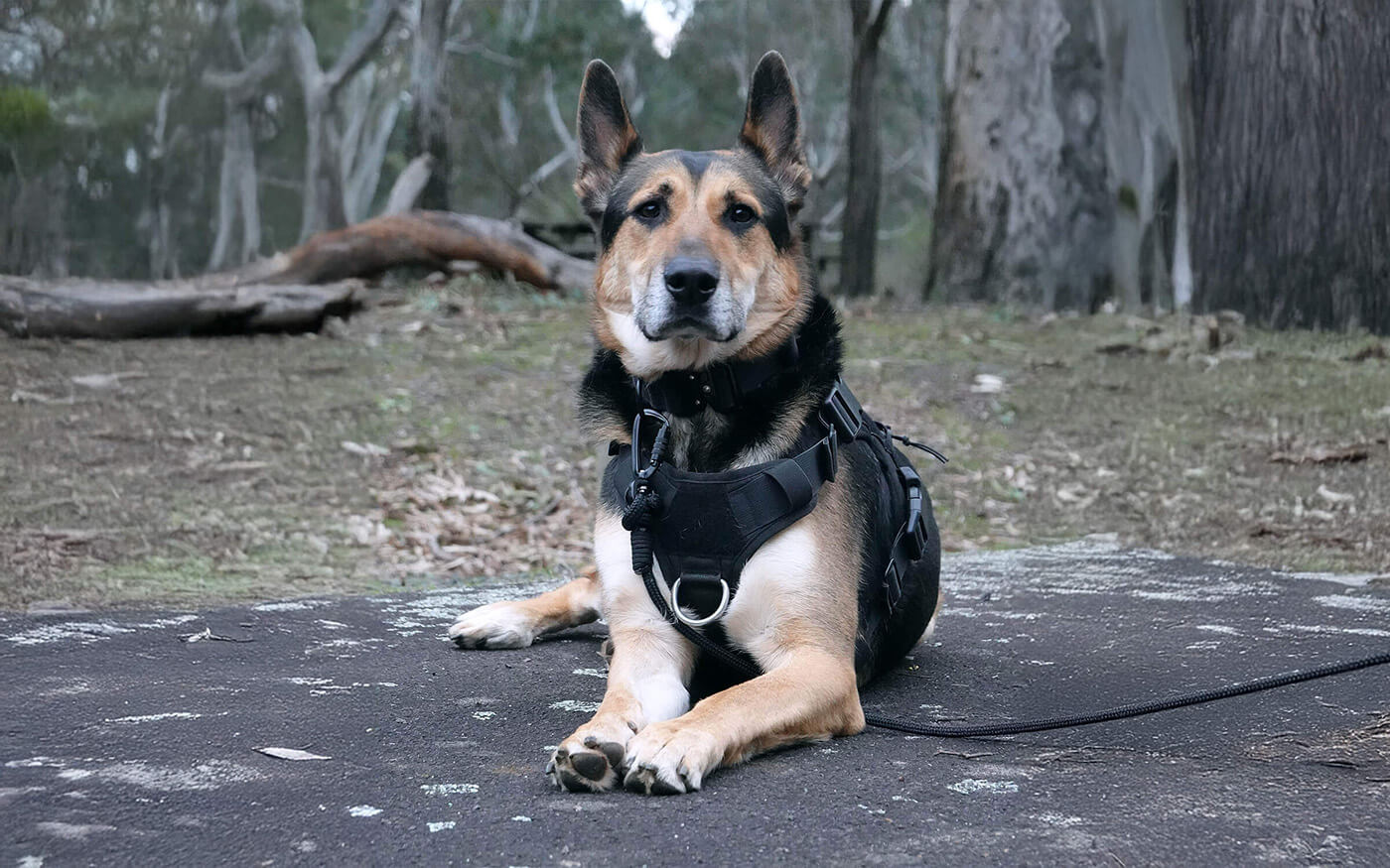 Tiga wearing black durable dog harness, wide dog collar and long line recall lead. 