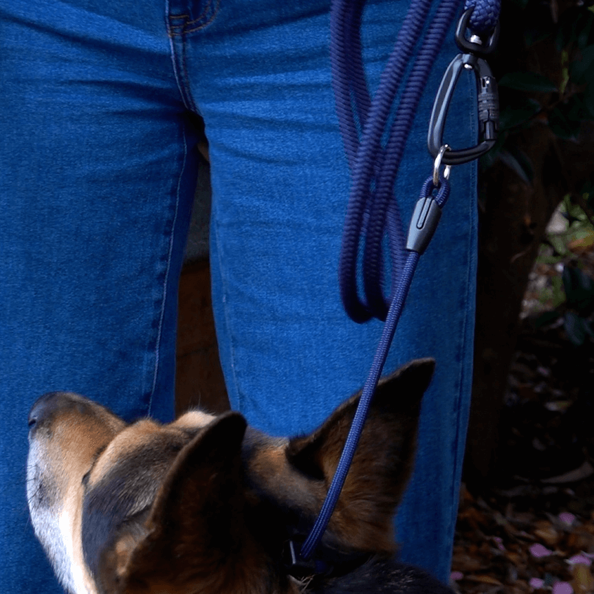 navy blue hands-free leash with slip collar attached 