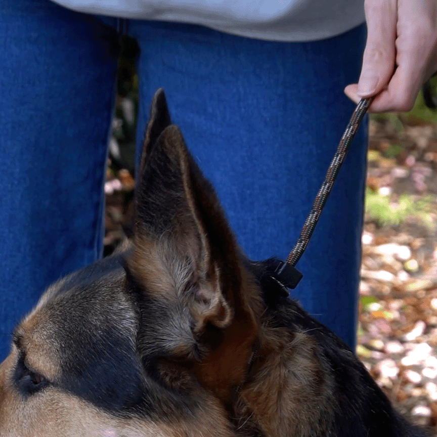 dog on a slip leash stopping from pulling while walking