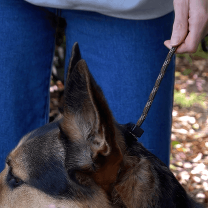 dog on a slip leash stopping from pulling while walking